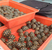 Gender preserves shock because of smuggling Thai rare turtles
