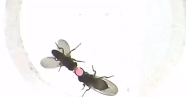 Gene caused male flies to vomit 'wedding gifts' for female flies