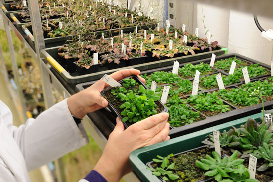 Gene controls plant growth
