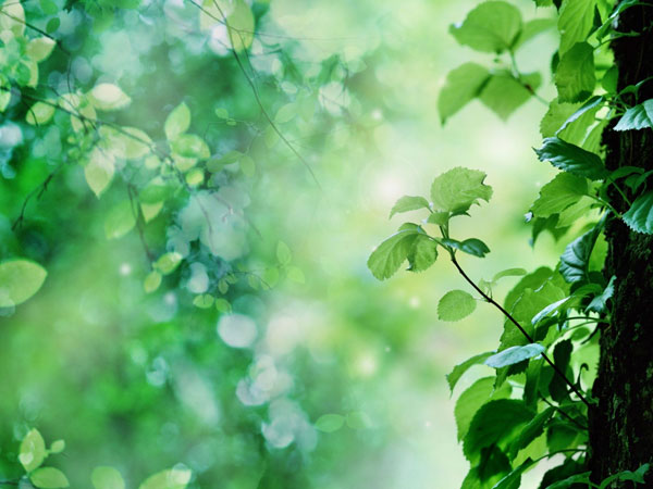 Gene controls the activity of flowers