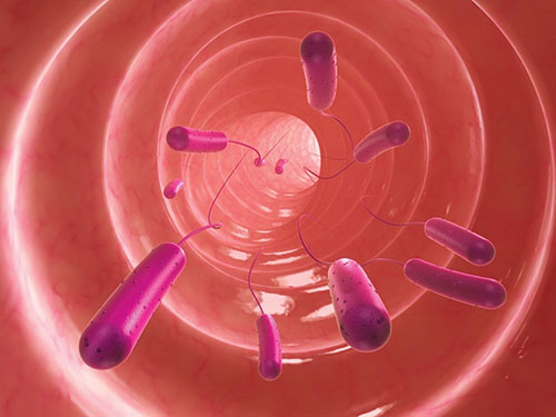 Gene decided 'household' bacteria