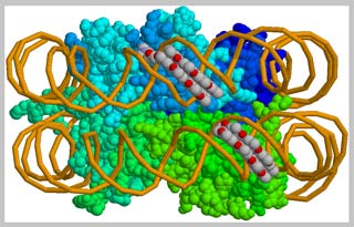 Gene therapy: a new method of improving the ability to remember and learn.