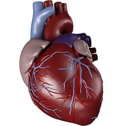 Gene therapy helps aging the heart