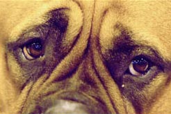 Gene therapy helps bring light to dogs who are born blind