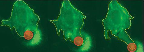 Gene-encoded mouse cells are controlled by light