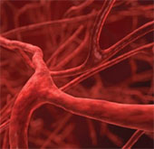 Generates blood vessels from stem cells
