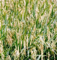 Generation of transgenic rice containing vaccines