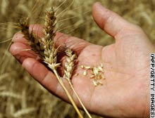 Genes make wheat more nutritious