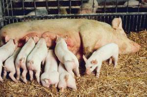 Genetic antigens help predict the number of children in a pig litter