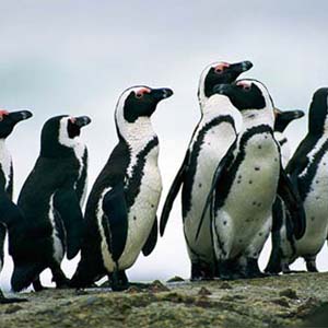 Genetic conservation of South African penguins
