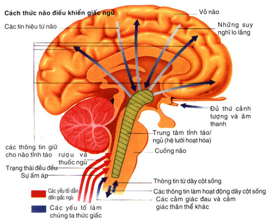 Genetic defect makes brain size small