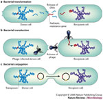 Genetic exchange between species is more common than previously thought