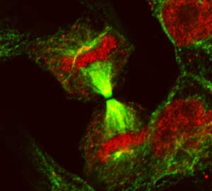 Genetic expression confirmed by gene type
