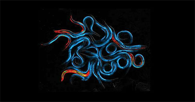 Genetic impact on nematodes increases life expectancy by 500%