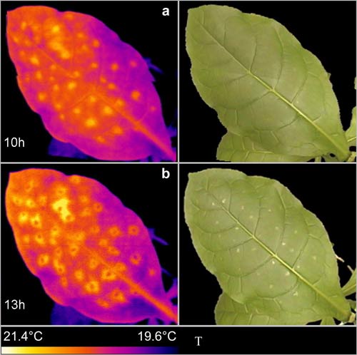 Genetic memory of stress in plants