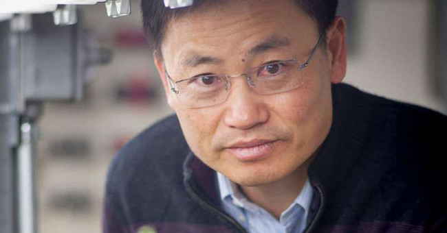 Genetic modification rice yield up to 30% higher