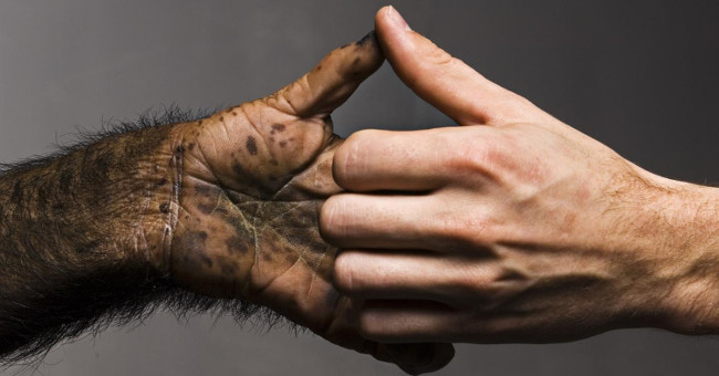 Genetic secrets make other monkeys
