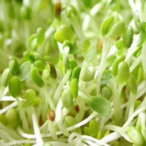 Genetically alfalfa: Will definitely infect?