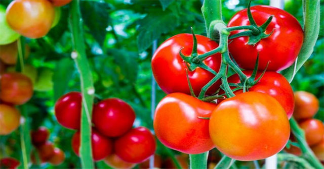 Tomatoes were once considered 'poisonous' for 200 years