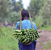 Genetically modified bananas are about to be tested on Americans