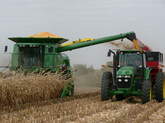 Genetically modified corn is ineffective