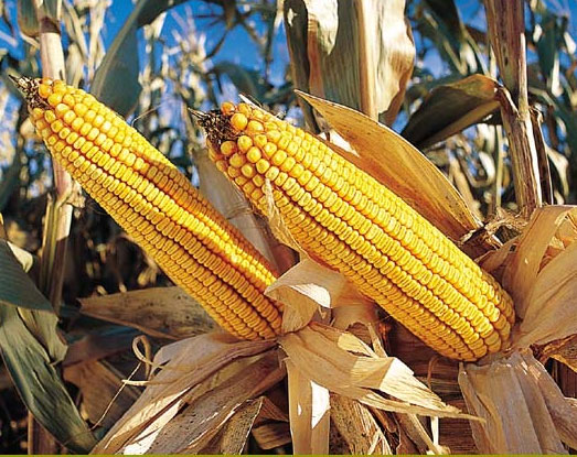 Genetically modified corn makes Chinese people confused