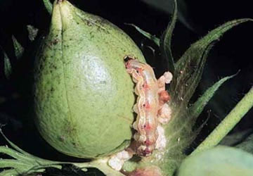 Genetically modified insects threaten genetically modified plants