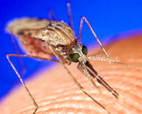 Genetically modified mosquitoes may be anti-malarial allies