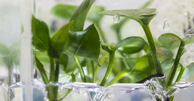 Genetically modified plants can clean up polluted air