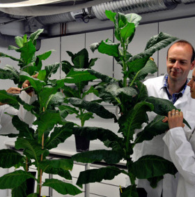 Genetically modified plants grow constantly