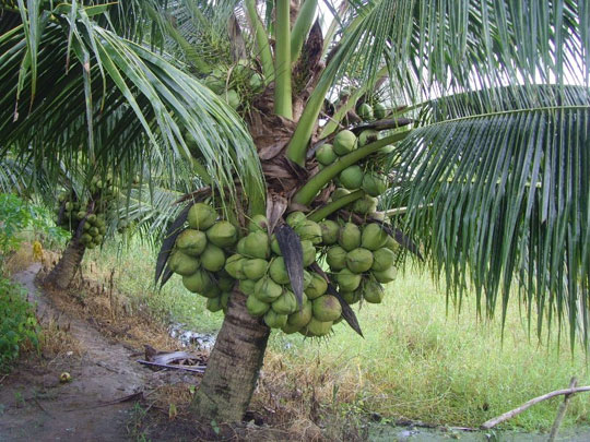 Genetically modified plants produce many new drugs