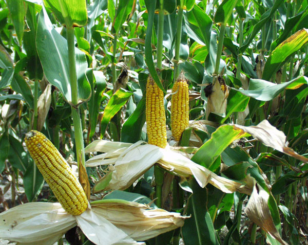 Genetically modified plants still cause doubts
