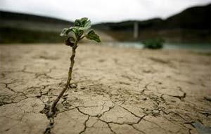 Genetically modified plants withstand drought