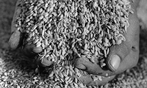 Genetically modified rice is rampant in China