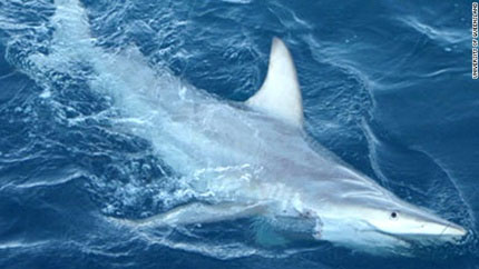 Genetically modified sharks rise in the Pacific