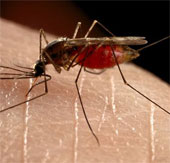 Genetically modified so that mosquitoes can't smell people