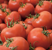 Genetically modified tomatoes help prevent heart disease