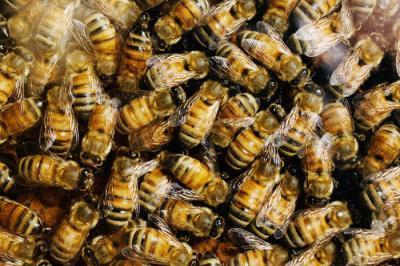 Genome studies reveal causes of colony disorder disorder in bees