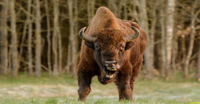 German police shot rare cows 250 years a time