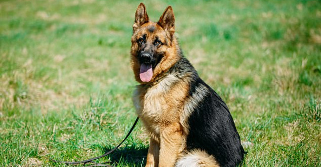 German shepherd dogs are dying slowly due to human preferences