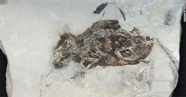 Germany: Detecting 3 million-year-old fossil remains red