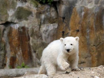 Germany: police protect baby bear Knut