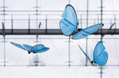 Germany successfully created the butterfly-like robot