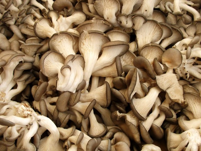 Germany uses fungi to contaminate soil and water