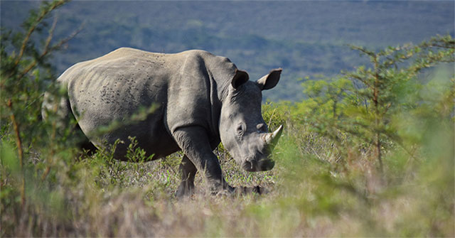 Get the eggs from the last two individual white rhino on Earth