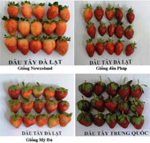 Get to know Dalat strawberry and Chinese strawberry