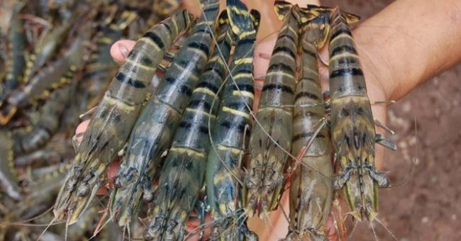 Get to know how shrimp impurities?