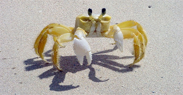 Ghost crabs use teeth in their stomach to intimidate enemies