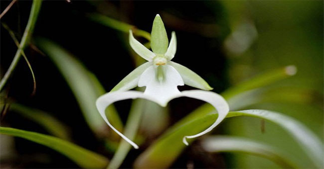 Ghost orchid - expensive flower but the tree does not have a leaf