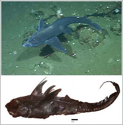 'Ghost shark' was discovered for the first time